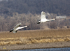 Trumpeter Swans